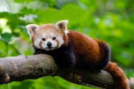 Red Panda (29118191954).jpg