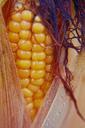 corn-corn-on-the-cob-corn-plant-604099.jpg