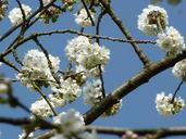 cherry-blossoms-spring-blossom-600396.jpg