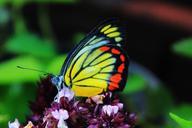 butterfly-insect-flower-yellow-615695.jpg