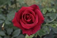 red-rose-flower-fragrance-red-1088062.jpg