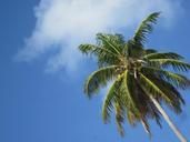 coconut-caribbean-sky-185816.jpg