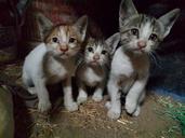 Three_innocent_kittens.jpg