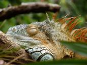 iguana-lazy-reptile-zoo-rest-854602.jpg