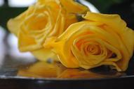 rose-yellow-flower-floral-nature-666573.jpg