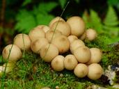 fungi-forest-mushroom-551790.jpg