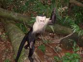 costa-rica-jungle-monkey-wildlife-318897.jpg