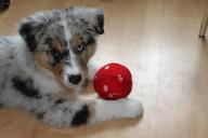 puppy-dog-ball-play-fun-nature-427137.jpg