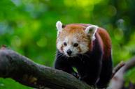 Red Panda (29745031745).jpg