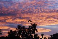 palm-trees-silhouettes-nature-486715.jpg