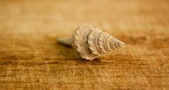 shell-sea-snail-house-spiral-390739.jpg