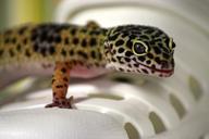 gecko-lizard-leoperdgecko-nature-515495.jpg