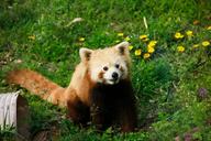 red-panda-animal-moe-1308851.jpg