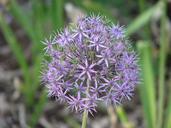 Purple allium.jpg