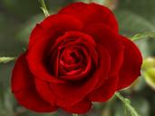 red-rose-flower-rosebush-petals-1177573.jpg