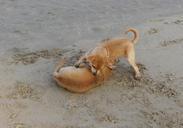 puppy-beach-sand-playing-pet-dog-631315.jpg