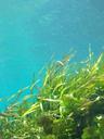 seaweed-underwater-kelp-green-1129226.jpg