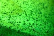 bubbles-glass-green-air-background-440075.jpg