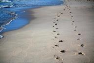 footprints-sand-sea-ocean-456732.jpg