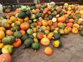 pumpkin-september-autumn-harvest-454289.jpg