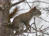 squirrel-animal-forest-branch-tree-300230.jpg