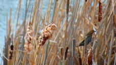 marsh-red-winged-blackbird-swamp-292200.jpg