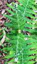 fern-leaf-plant-green-406250.jpg