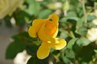 yellow-rose-flower-nature-rose-bud-196395.jpg