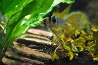 aquarium-american-cichlid-963616.jpg