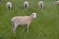 sheep-wool-green-grass-new-zealand-477788.jpg