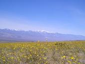 death-valley-california-floral-86487.jpg