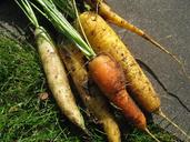 carrots-colors-harvest-time-garden-450609.jpg