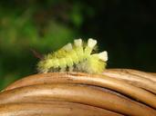 caterpillar-nature-summer-creep-1644698.jpg