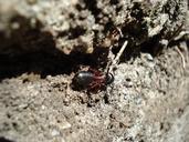 ant-wood-ant-nature-forest-13292.jpg