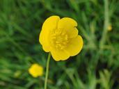 buttercup-close-summer-yellow-339759.jpg