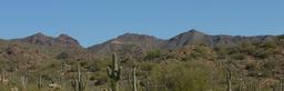 desert-cactus-nature-landscape-dry-417037.jpg