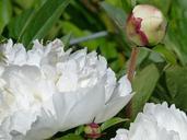 rhododendron-white-flower-bush-184227.jpg