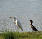 heron-birds-lake-490388.jpg