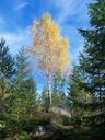 birch-forest-sweden-autumn-456084.jpg