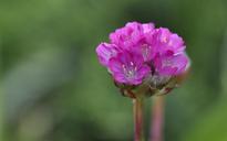 primrose-flower-blossom-bloom-pink-789103.jpg