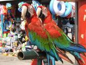 parrot-parrots-bird-birds-460147.jpg