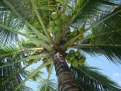 coconut-cocos-nucifera-tree-nuts-322424.jpg