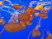 jellyfish-sealife-animals-427642.jpg