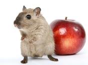 animal-apple-breakfast-close-1239134.jpg