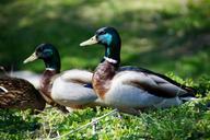 mallard-duck-drake-male-water-bird-730185.jpg