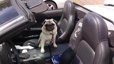 dog-pug-auto-pet-cute-lap-dog-978598.jpg