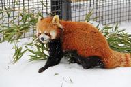 red-panda-bear-panda-cute-winter-510252.jpg