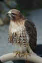 falcon-raptor-bird-plumage-490250.jpg