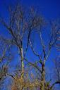 oak-trees-deciduous-tree-sky-blue-275471.jpg