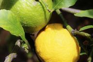 lemons-lemon-tree-fruits-614064.jpg